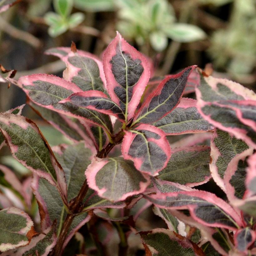 Weigelia Monet Verweig (Foliage)
