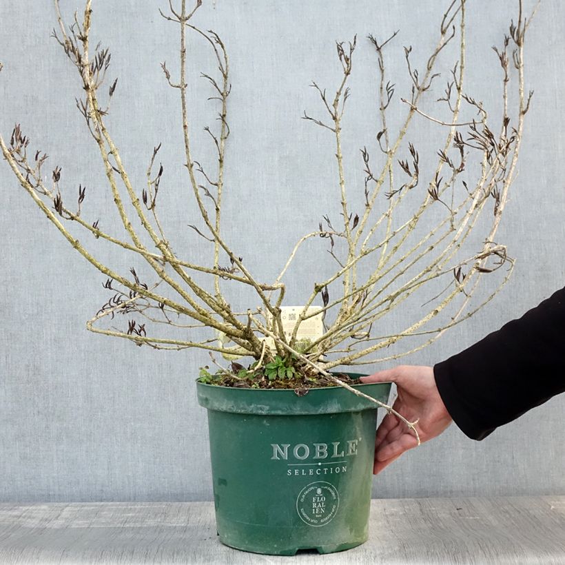 Esemplare di Weigelia florida Polka - Weigela nain Pot de 7,5L/10L come consegnato in autunno