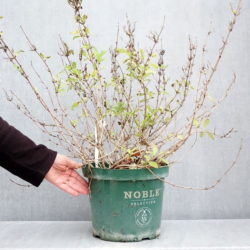 Esemplare di Weigelia Princess Ayla Vaso da 7,5L/10L come consegnato in autunno