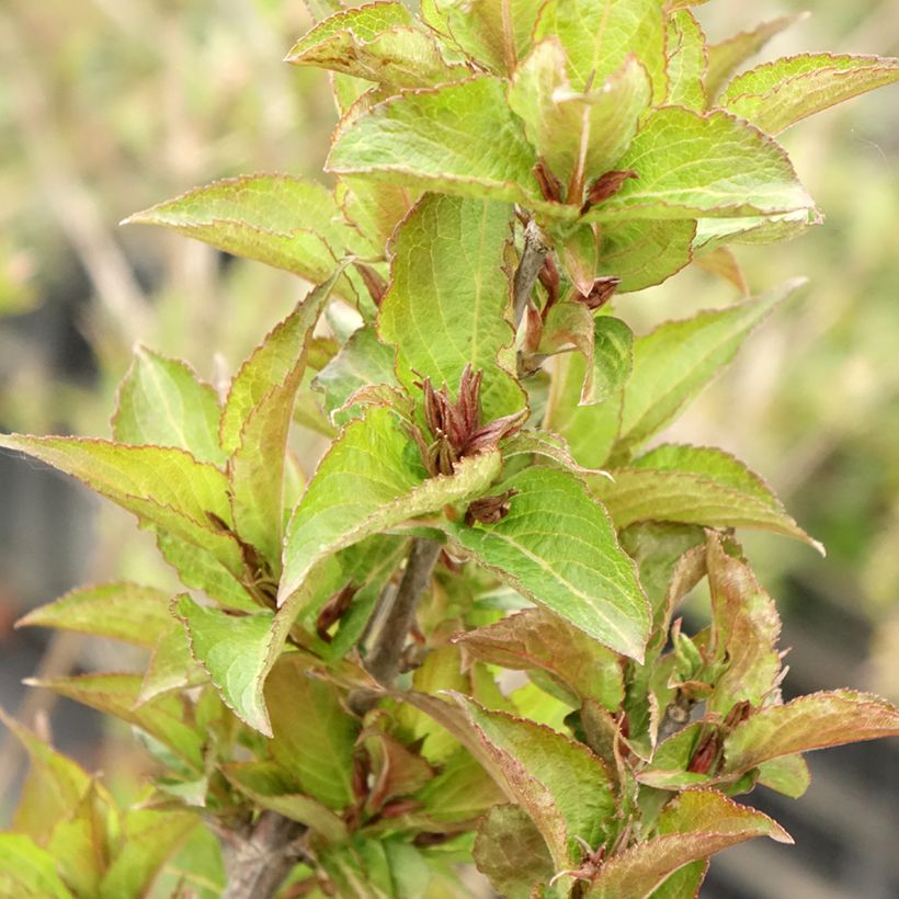 Weigelia Cherry Love (Foliage)