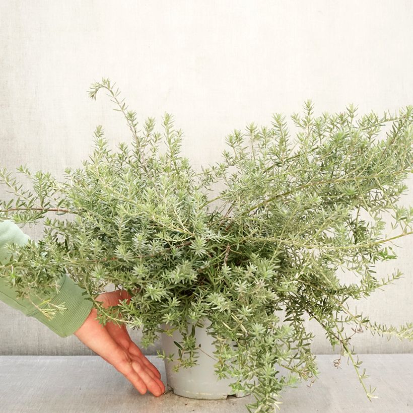 Example of Westringia fruticosa Blue Gem - Falso rosmarino  Vaso da 3L/4L as you get in hiver