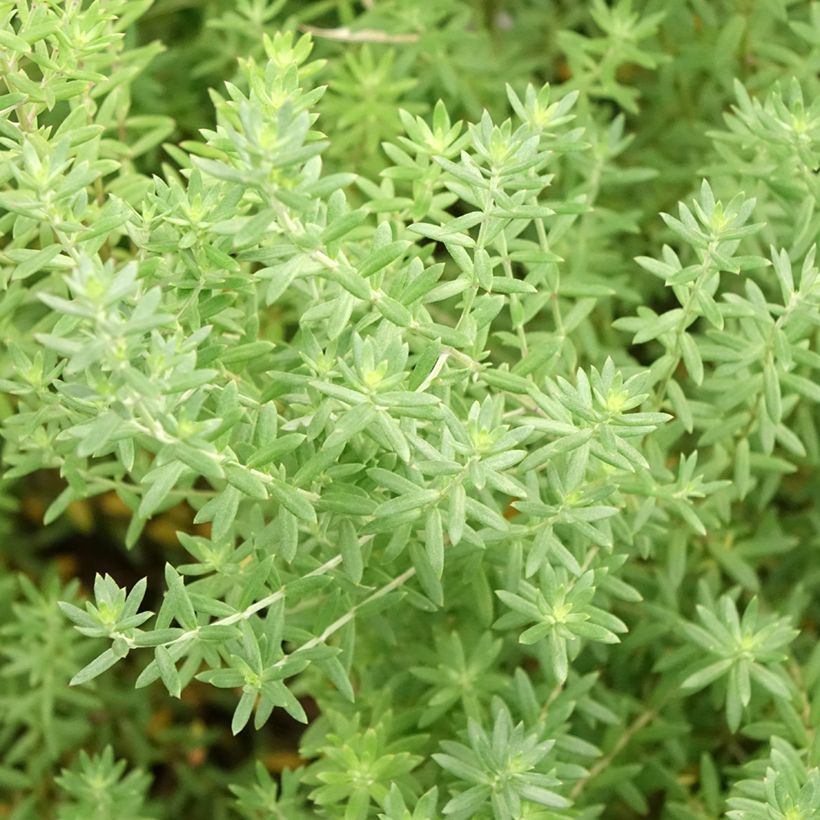 Westringia fruticosa Blue Gem - Falso rosmarino  (Foliage)