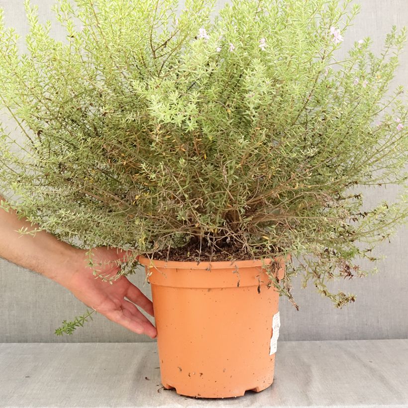Esemplare di Westringia fruticosa Blue Gem - Falso rosmarino  Vaso da 7,5L/10L consegnato in estate