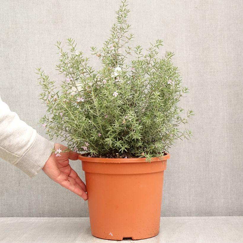 Westringia fruticosa Blue Gem - Falso rosmarino  Vaso da 7,5L/10L esemplare consegnato in primavera
