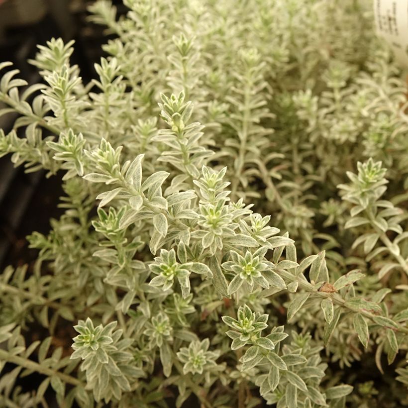 Westringia fruticosa Smookie - Falso rosmarino (Foliage)