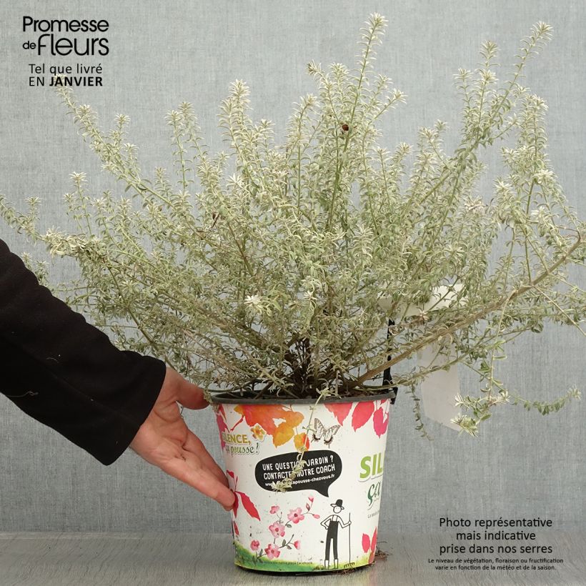 Westringia fruticosa Smookie - Romarin d'Australie Pot de 3L/4L esemplare consegnato in inverno