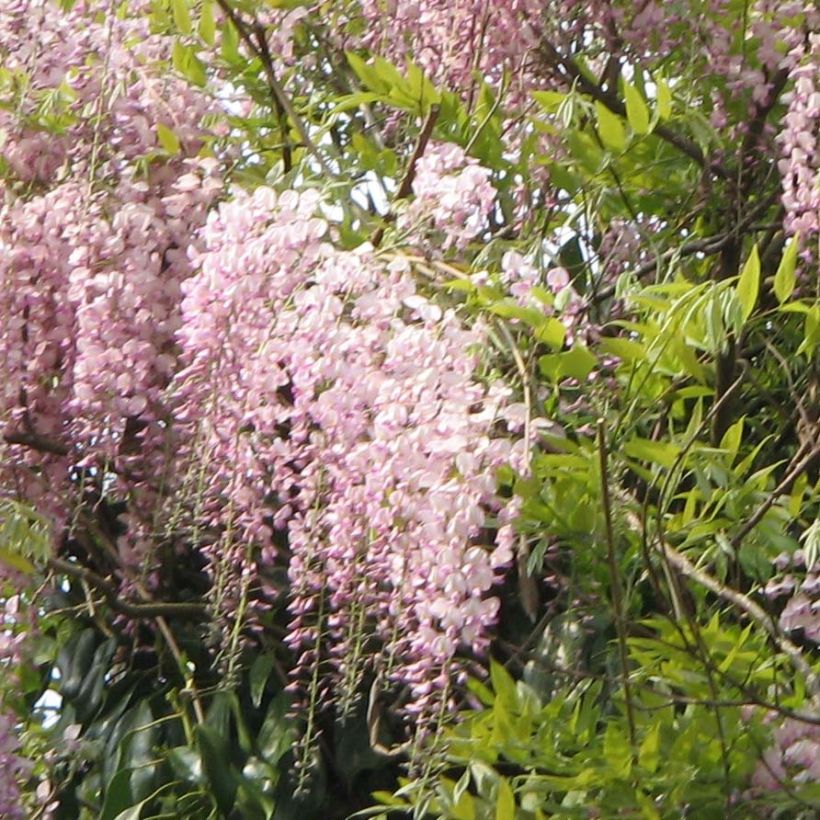 Wisteria floribunda Honbeni - Glicine (Flowering)