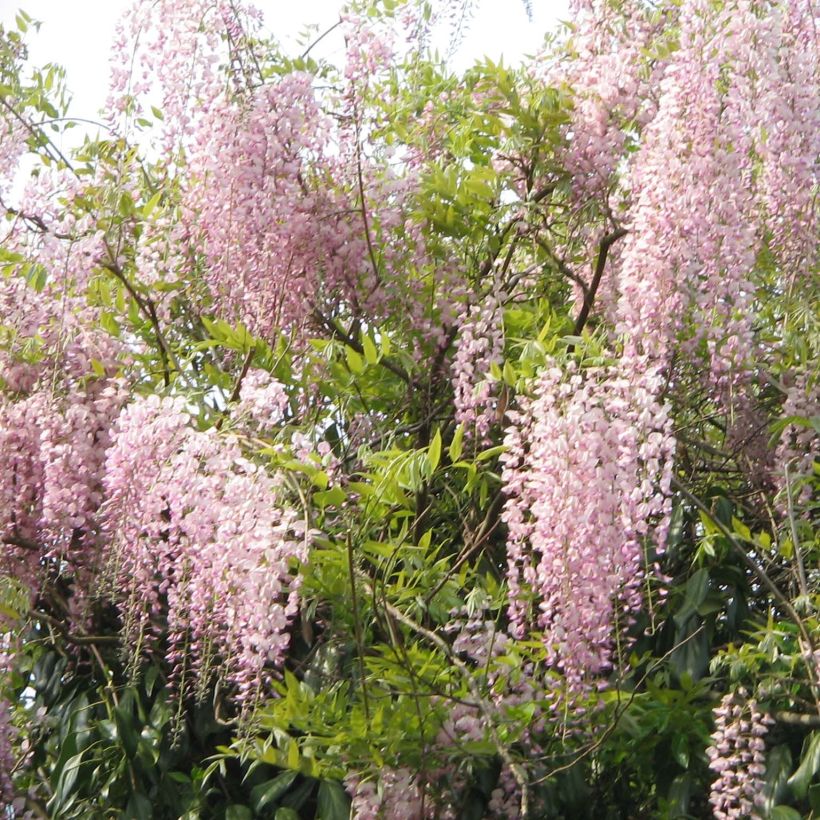 Wisteria floribunda Honbeni - Glicine (Plant habit)