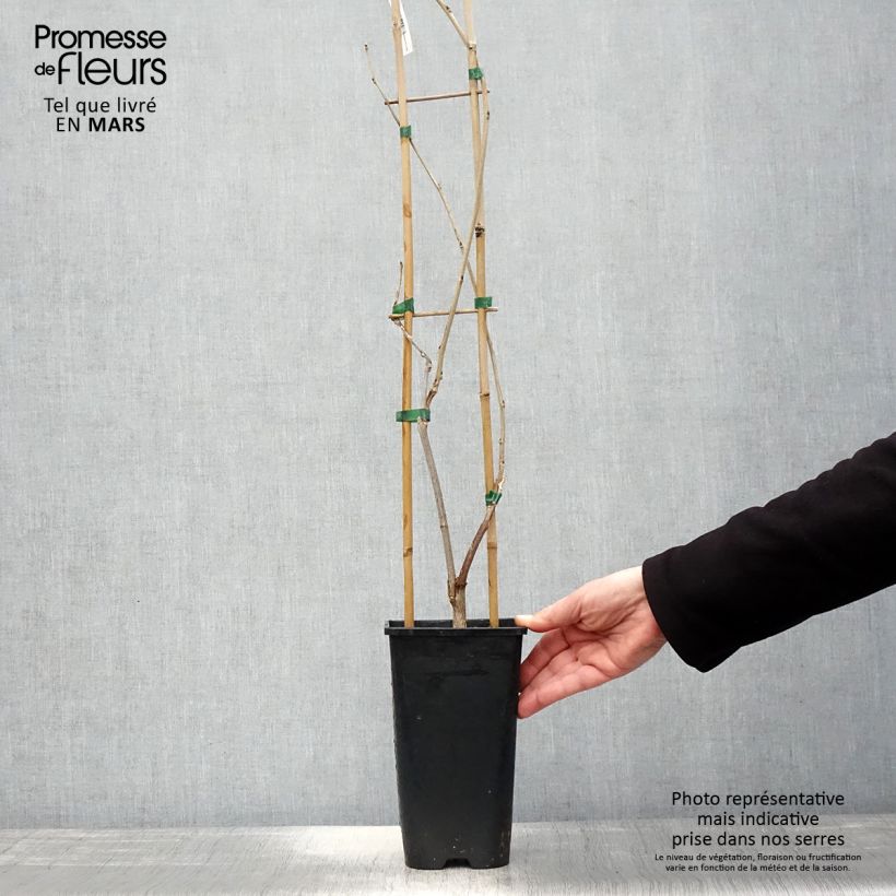 Wisteria venusta Rosea - Glicine Vaso da 2L/3L esemplare consegnato in primavera