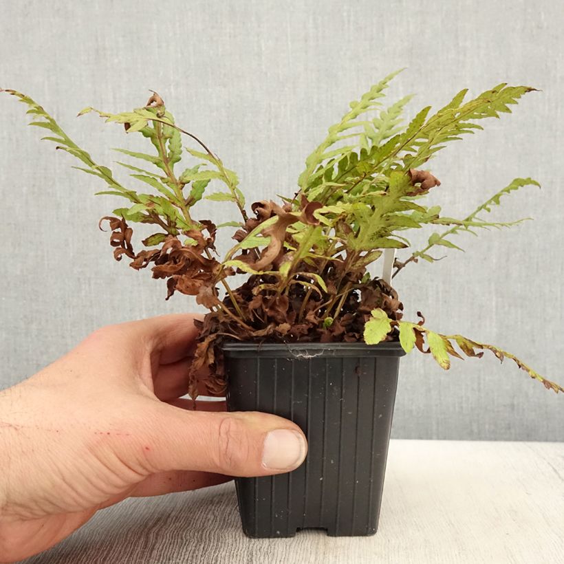 Example of Woodwardia fimbriata Vasetto da 8/9 cm as you get in printemps