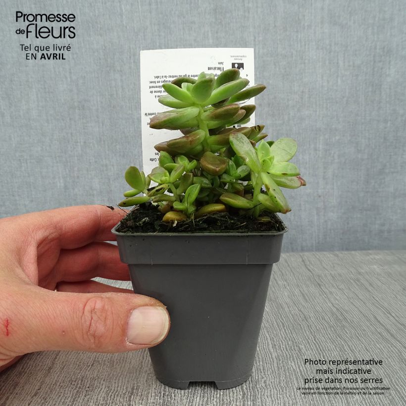 Example of Graptosedum Bronze Vasetto da 8/9 cm as you get in printemps