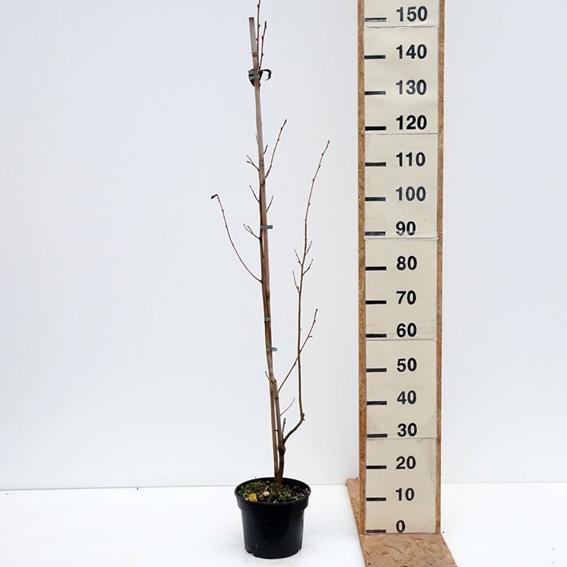 Esemplare di Amelasorbus jackii Vaso da 4L/5L come consegnato in autunno