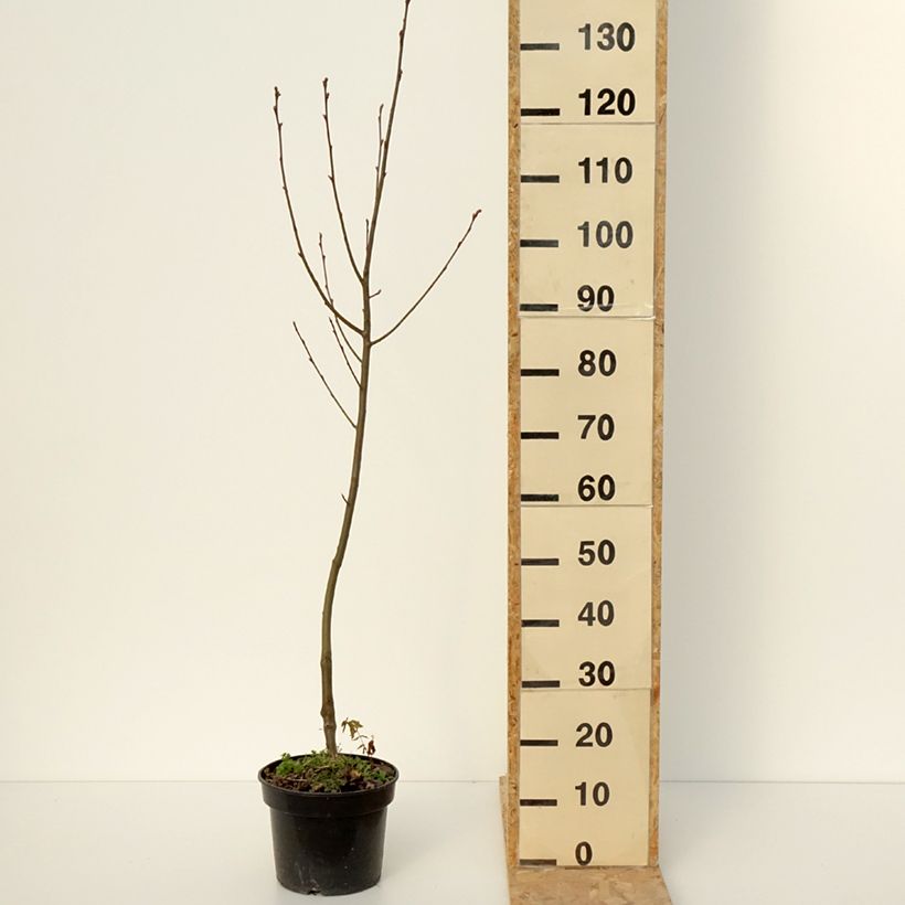 Example of Amelasorbus jackii Vaso da 4L/5L as you get in hiver