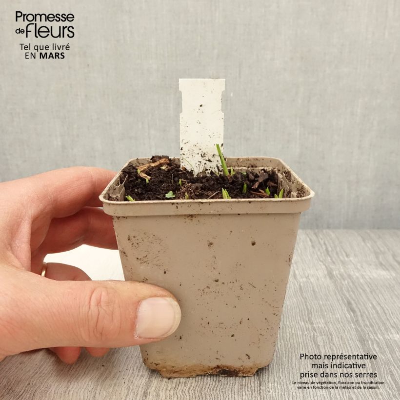 Rhodoxis Ria Vasetto da 8/9 cm esemplare consegnato in primavera