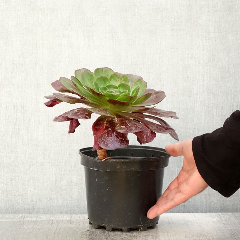Esemplare di Semponium Destiny Pot de 2L/3L come consegnato in autunno