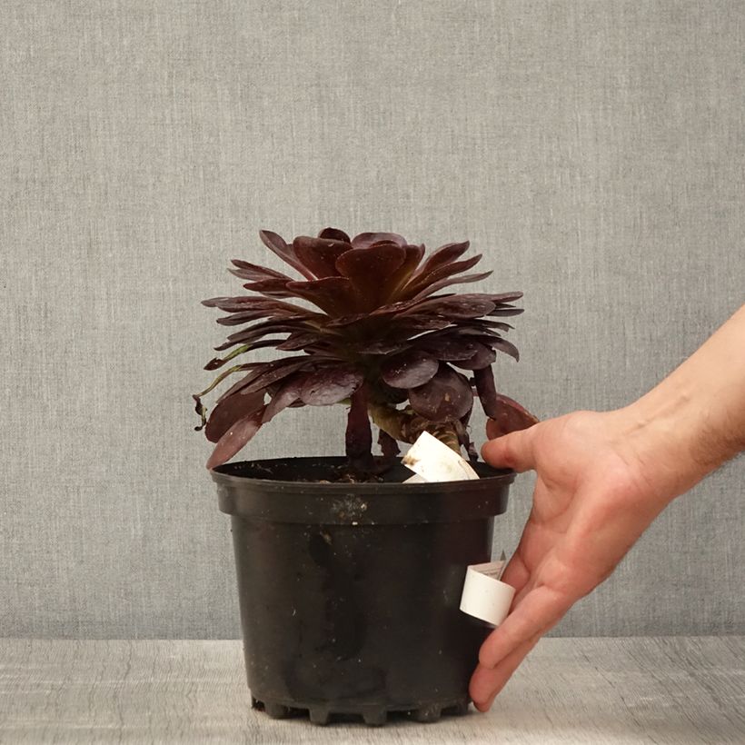 Semponium Destiny - Semprevivo Vaso da 2L/3L esemplare consegnato in primavera