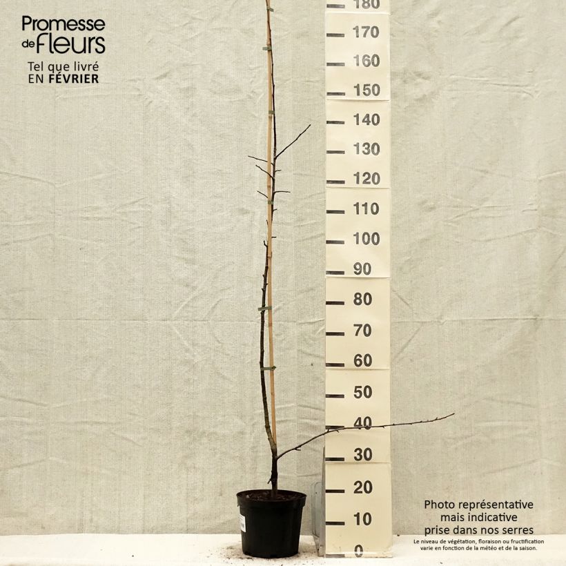 Sorbopyrus auricularis - Poire de Bollwiller Pot de 4L/5L esemplare consegnato in inverno