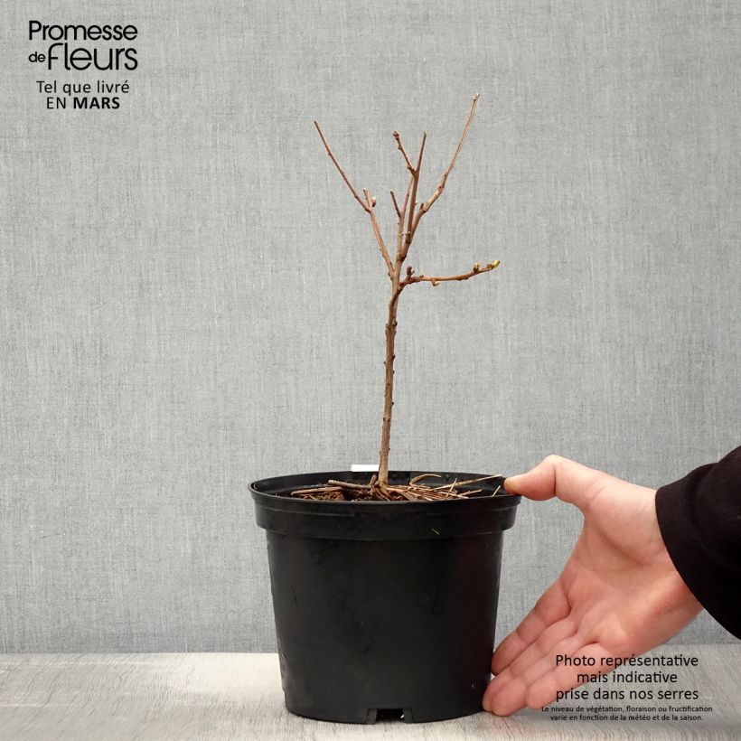 Example of Xanthoceras sorbifolium Vaso da 3L/4L as you get in printemps