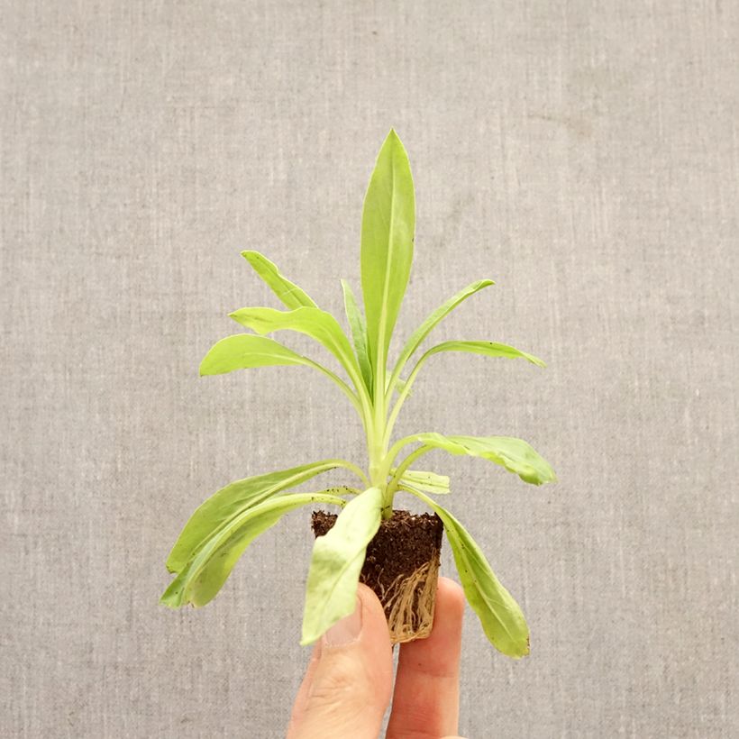 Xerochrysum bracteatum Granvia Dark Pink Flame mini zolla... esemplare consegnato in primavera