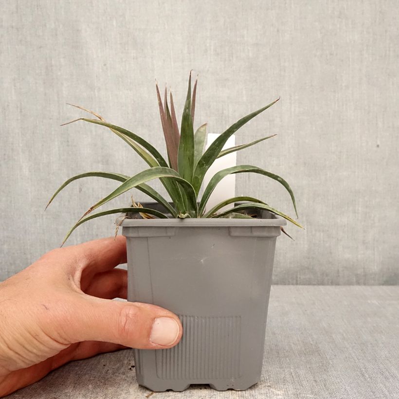 Yucca aloifolia variegata Vaso da 1L/1,5L esemplare consegnato in primavera