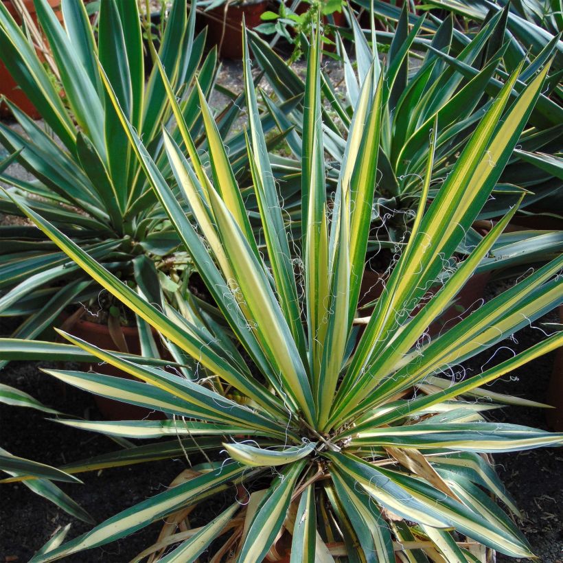 Yucca recurvifolia Bright Star (Foliage)
