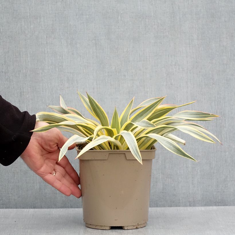 Example of Yucca recurvifolia Bright Star Vaso da 2L/3L as you get in printemps