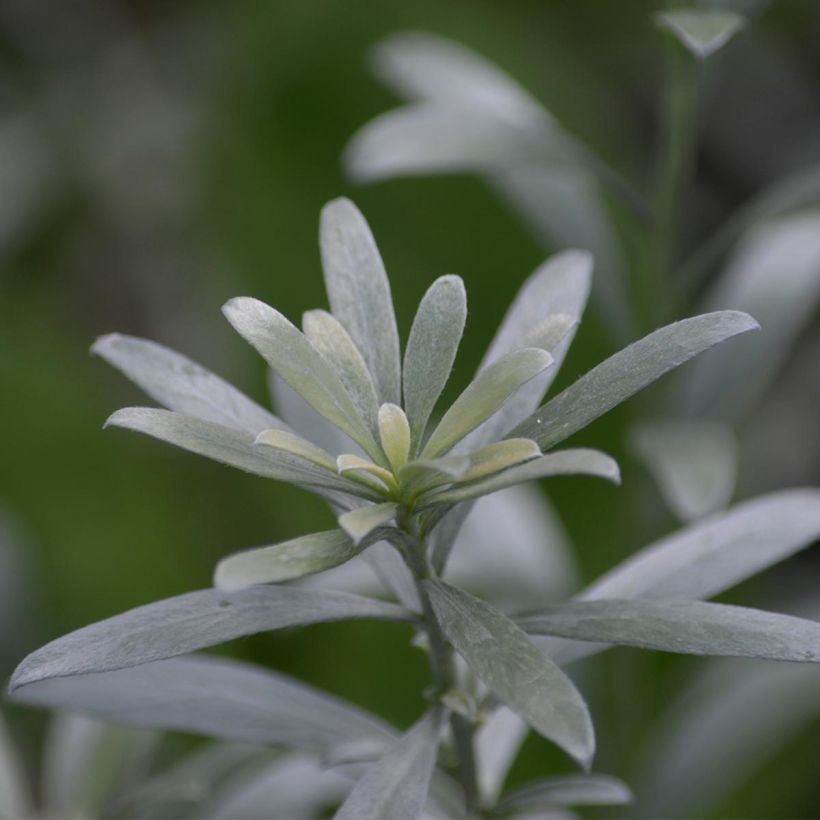 Yucca filamentosa (Fogliame)