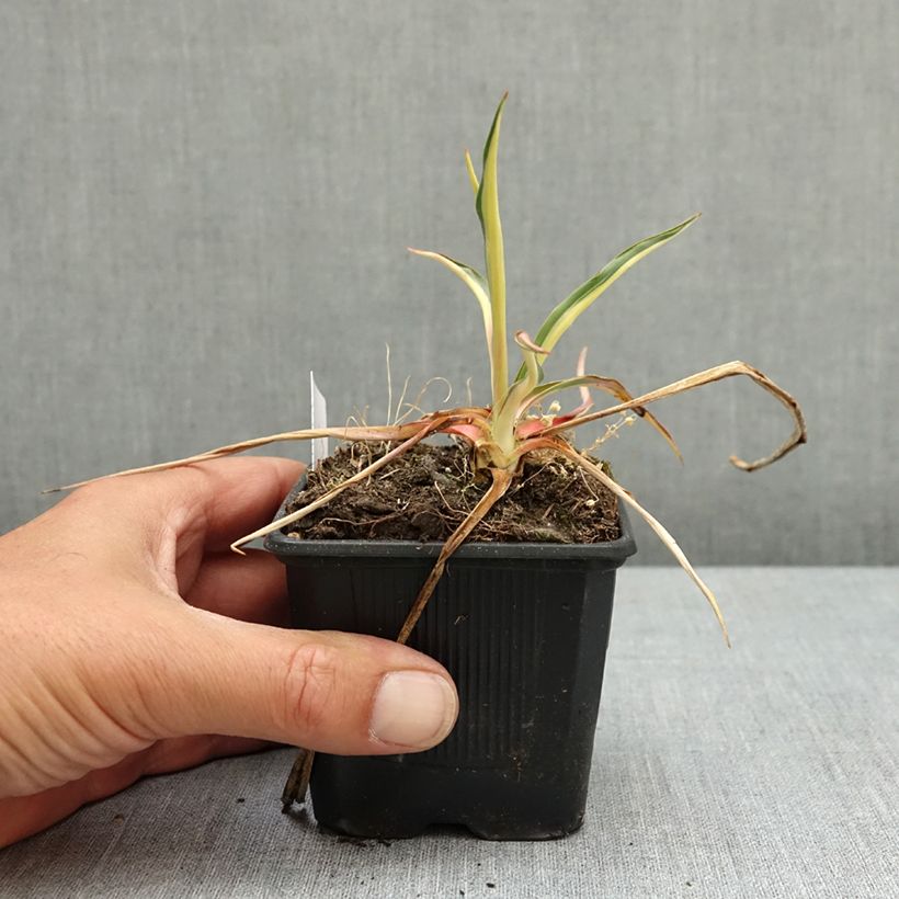 Yucca filamentosa Colour Guard Vasetto da 8/9 cm esemplare consegnato in primavera