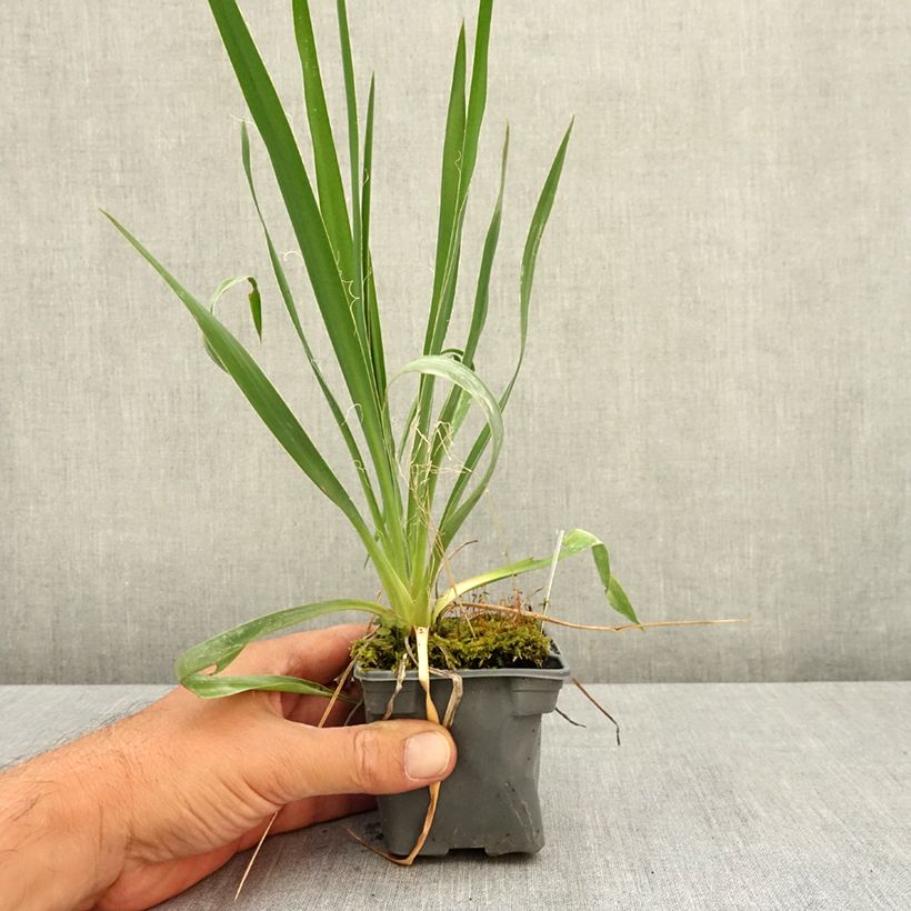 Esemplare di Yucca filamentosa Vasetto da 8/9 cm consegnato in estate