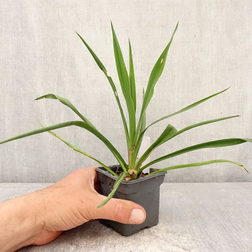 Yucca filamentosa Vasetto da 8/9 cm esemplare consegnato in primavera