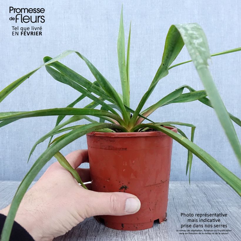 Yucca filamentosa Pot de 1L/1,5L esemplare consegnato in inverno