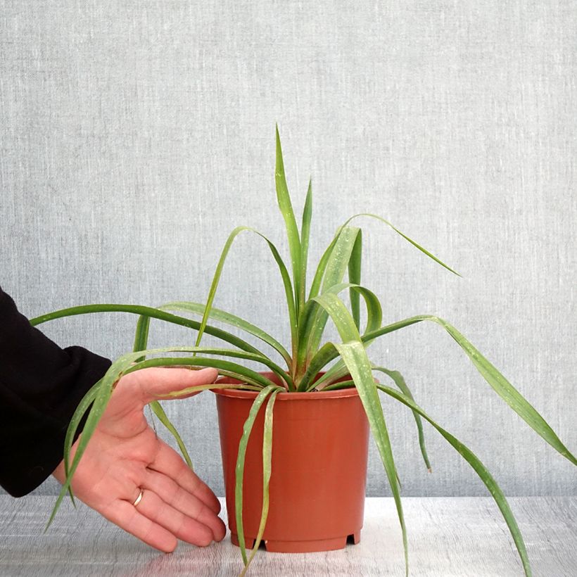 Yucca filamentosa Vaso da 1L/1,5L esemplare consegnato in primavera
