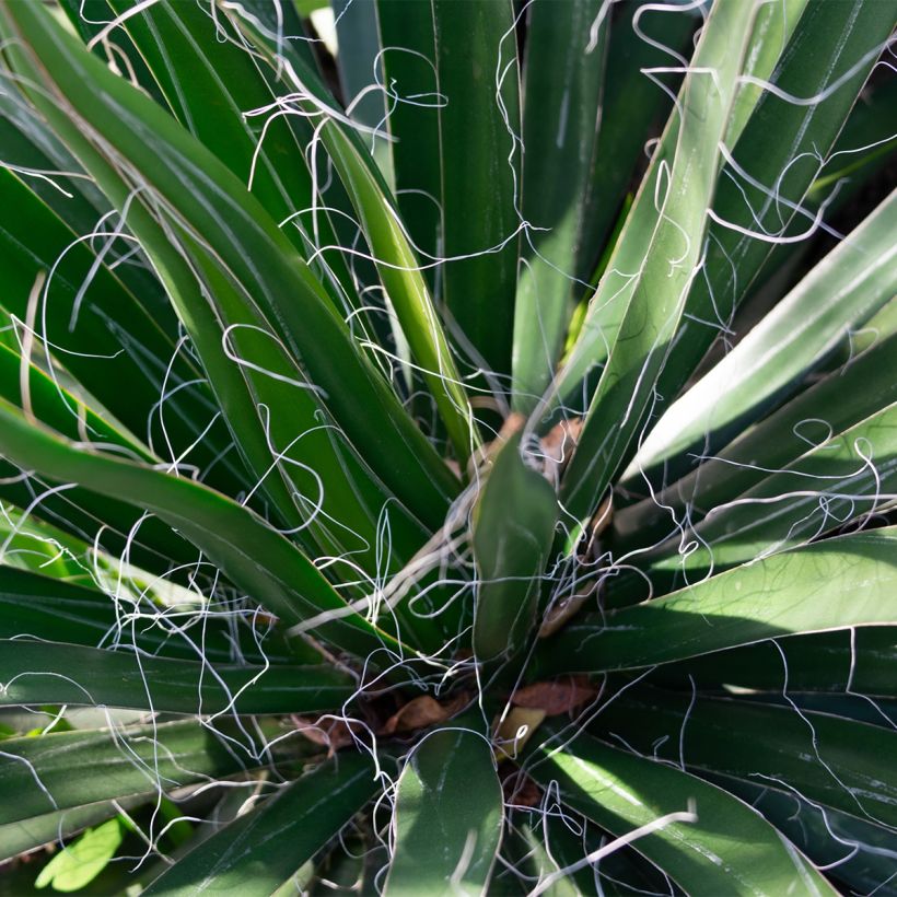 Yucca filifera (Fogliame)
