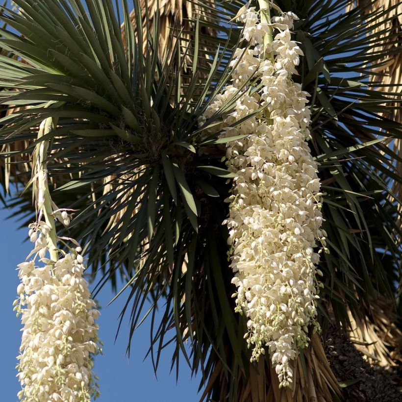 Yucca filifera (Fioritura)