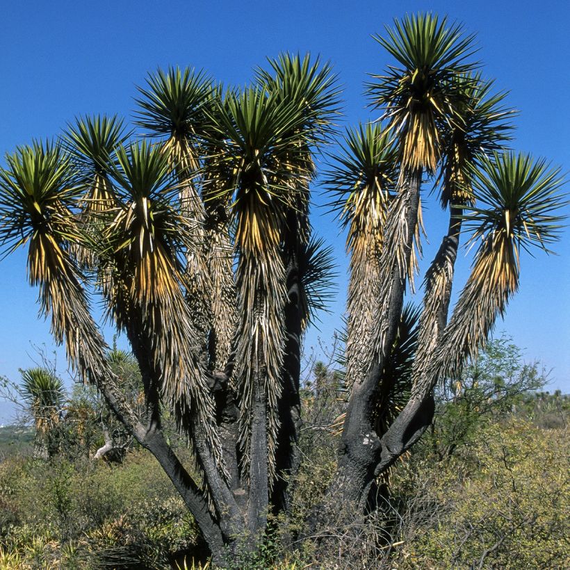 Yucca filifera (Porto)