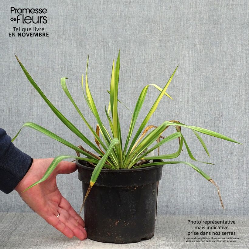 Esemplare di Yucca flaccida Golden Sword Vaso da 2L/3L come consegnato in autunno