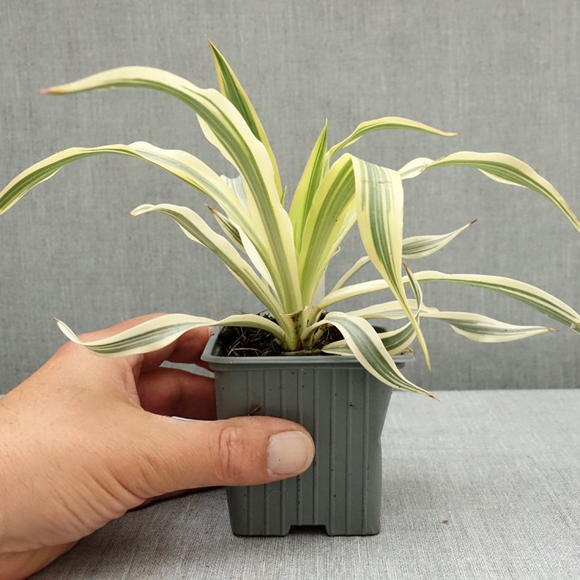 Yucca gloriosa Citrus twist Vasetto da 8/9 cm esemplare consegnato in primavera