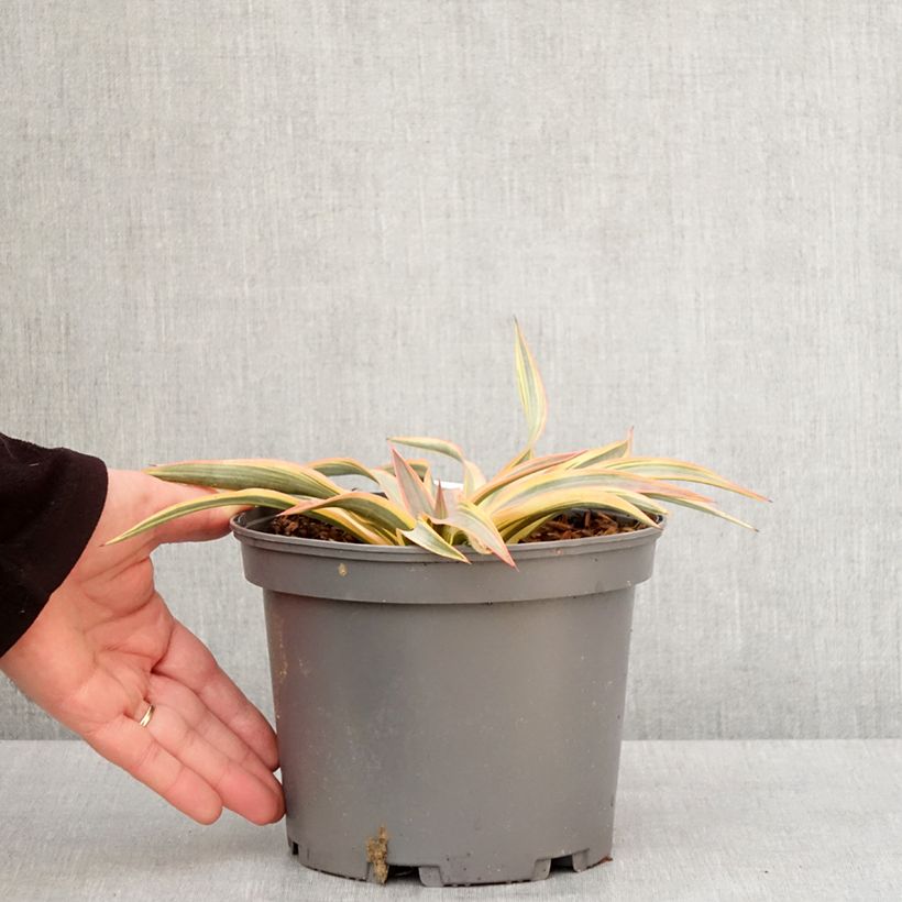 Yucca gloriosa Citrus twist® - Dague espagnole Pot de 2L/3L esemplare consegnato in inverno