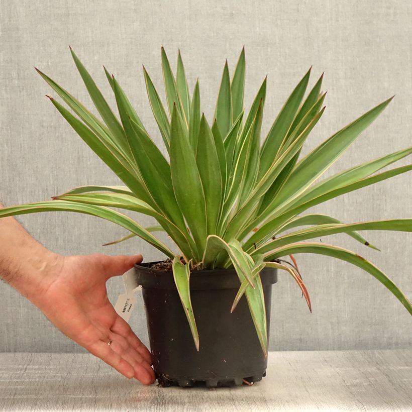 Example of Yucca gloriosa Variegata Vaso da 2L/3L as you get in printemps