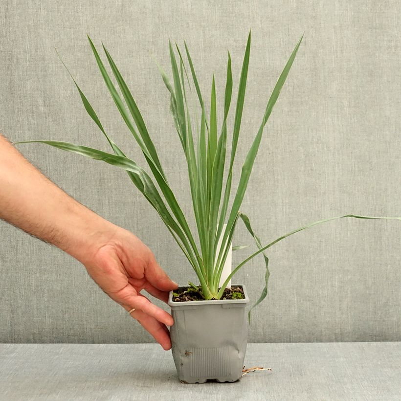 Esemplare di Yucca French Flag Vaso da Ø 12 cm / 13 cm consegnato in estate