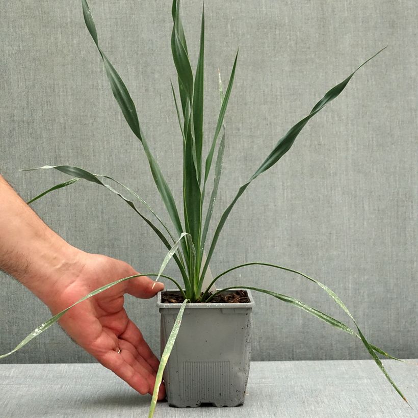 Yucca French Flag Vaso da Ø 12 cm / 13 cm esemplare consegnato in primavera