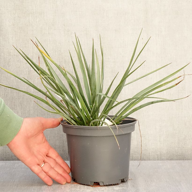 Example of Yucca French Flag Vaso da 3L/4L as you get in hiver