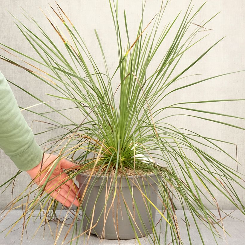 Example of Yucca linearis Cascade Vaso da 7,5L/10L as you get in hiver