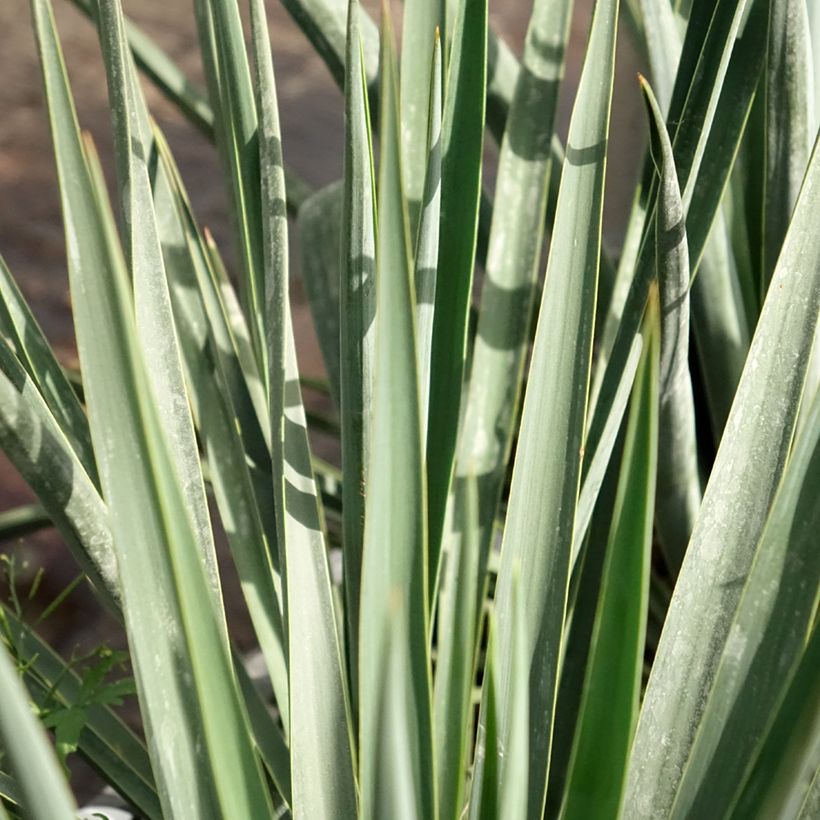 Yucca rigida Blue Sentry (Foliage)