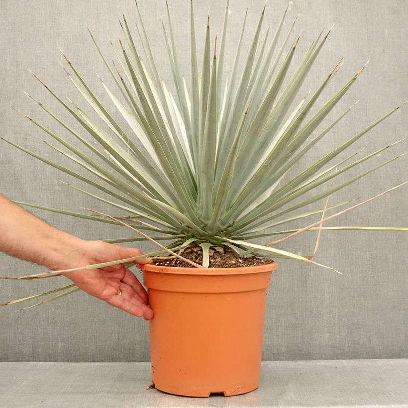 Esemplare di Yucca rigida Vaso da 7,5L/10L consegnato in estate