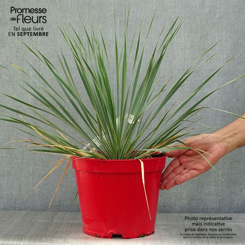 Esemplare di Yucca rostrata Vaso da 3L/4L come consegnato in autunno
