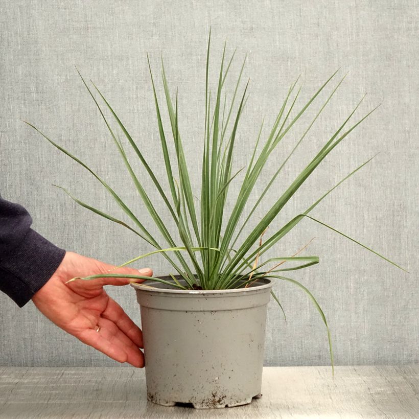 Example of Yucca rostrata Sapphire Skies Vaso da 3L/4L as you get in printemps