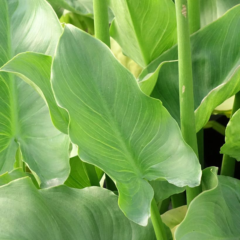 Zantedeschia aethiopica Pink Flamingo - Calla (Foliage)