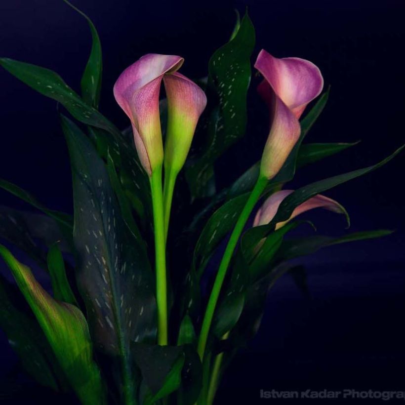 Zantedeschia Lavender Gem - Calla (Flowering)