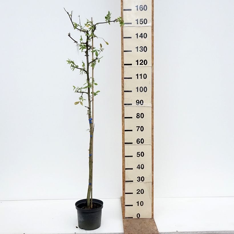 Zanthoxylum americanum - Frassino spinoso Vaso da 4L/5L esemplare consegnato in primavera